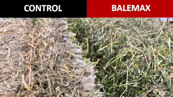 Balemax mold study
